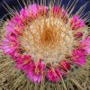 Mammillaria_apozolensis